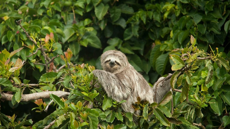 Jungle Sloth